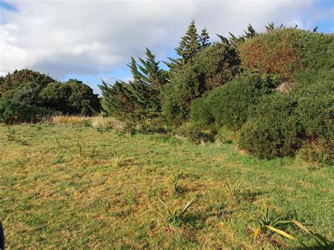 Rear dune planting afternoon , Seafront Road, Whanganui, New Zealand ...