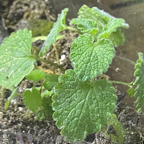 patrick bee : r/allthemods