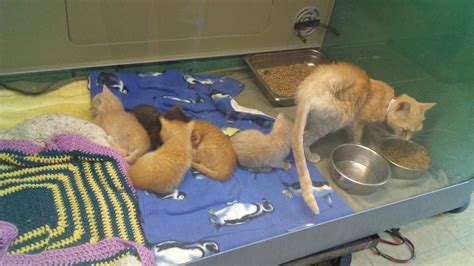 HUMANE SOCIETY WATERVILLE AREA - Waterville ME - Hours, Directions ...