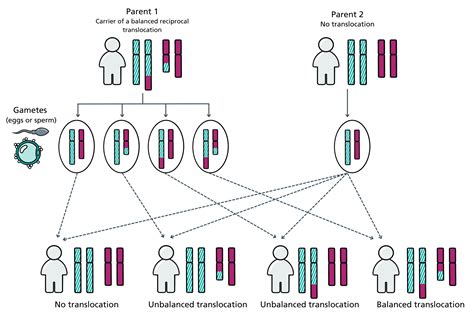 Visual communication aid: Reciprocal chromosome translocations ...