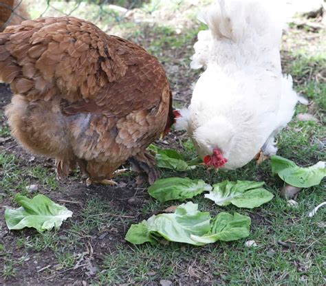 Can Chickens Eat Lettuce Leaves at Gene Courtney blog