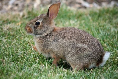 Quail Predators 的图像结果