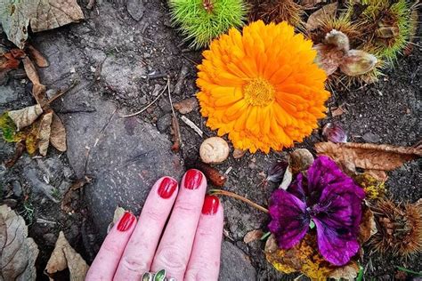 HOWTH FORAGING (2025) All You Need to Know BEFORE You Go (with Photos ...