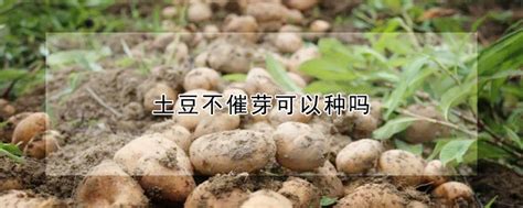 土豆发芽怎么种植方法 —【发财农业网】