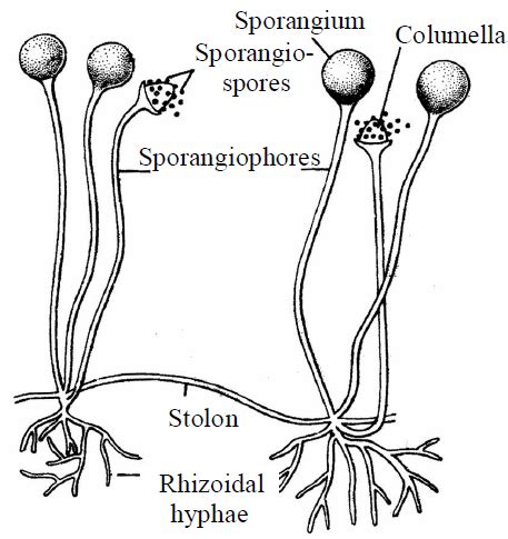 Biological Classification - Free NEET Biology Notes