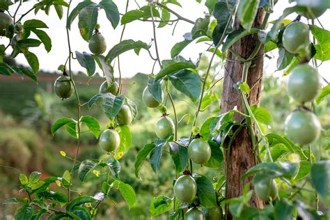 How To Train Passion Fruit Vines - Fruits Knowledge World