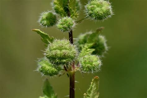 Can Chickens Eat Nettle? An In-Depth Guide