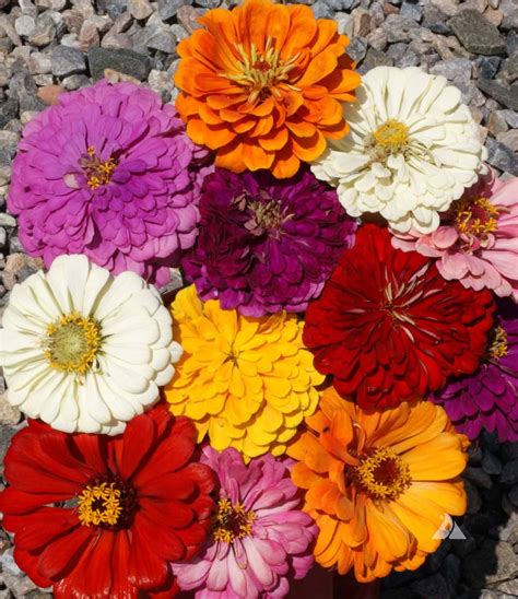 Zinnia California Giants Mix (Zinnia elegans) | Applewood Seed Company