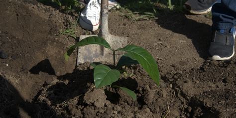 Image result for TaskUs Cavite