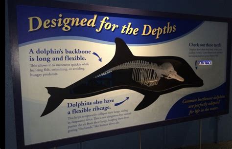 Image result for Dolphin Evolution