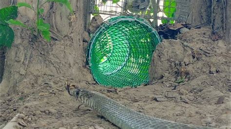 How to Make a Snake Trap Easy 的图像结果