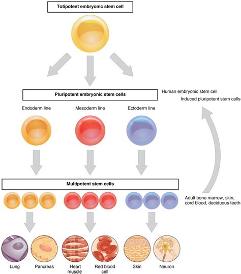 Difference Between Pluripotent and Multipotent Stem Cell | Difference ...
