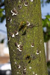 Image result for Scale Insect Control