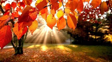 秋天的落叶像什么在风中飞舞着（秋天的落叶像什么）_华夏智能网