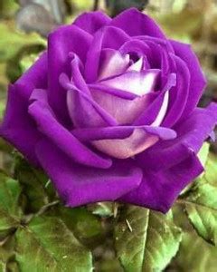 PB EVERGREEN Rose Plant Price in India - Buy PB EVERGREEN Rose Plant ...