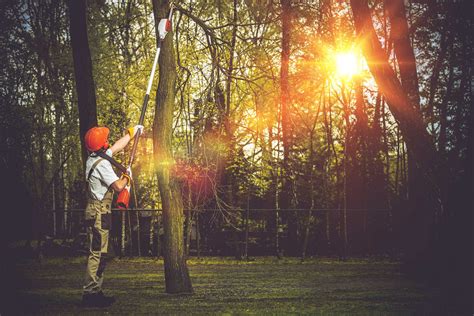 Image result for Houston TX Tree Service