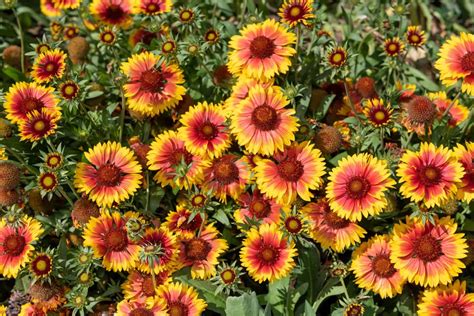 21 Drought-Proof Perennials That Keep Blooming All Summer Long