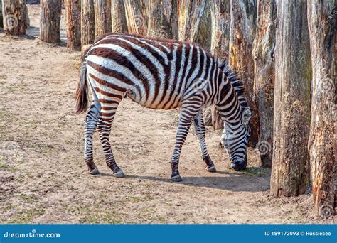Crawshay`s Zebra is Native of Zambia Stock Image - Image of plains, logs: 189172093