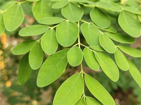 daun kelor manfaatnya apa saja