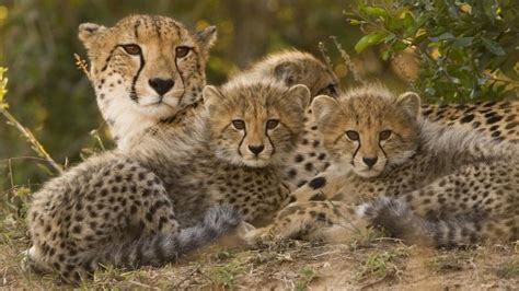 Cheetahs Must be Listed as 'Endangered', Say Scientists | NewsClick