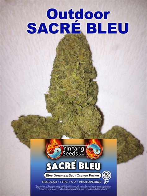 What Does Sacre Bleu Mean at Buddy Franzen blog