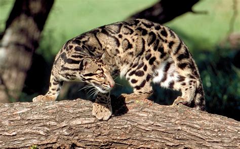 Study Reveals High Potential for Clouded Leopard Reintroduction in Taiwan