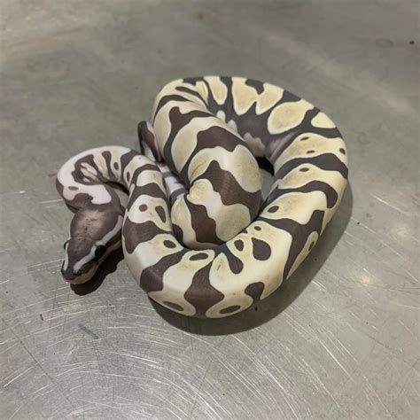Image result for Scaleless Ball Python