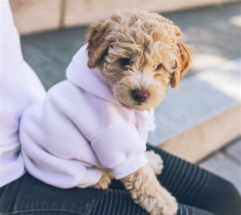 Image result for Cockapoo Grooming Cuts