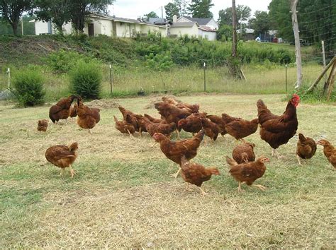 Rhode Island Red Chickens: Everything You Should Know