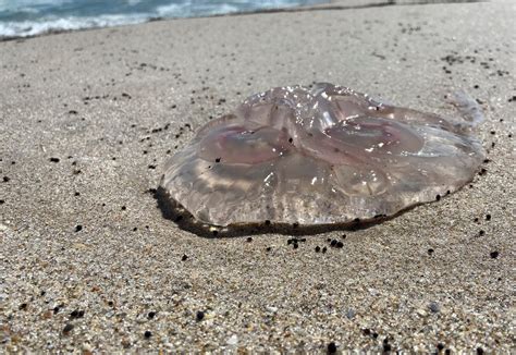 Clear Jellyfish