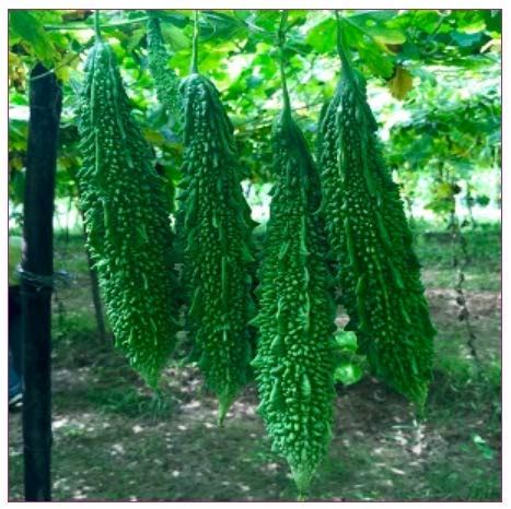 Seeds Point Ridge gourd, Snake gourd and Bitter Gourd Seeds (10 Seeds ...