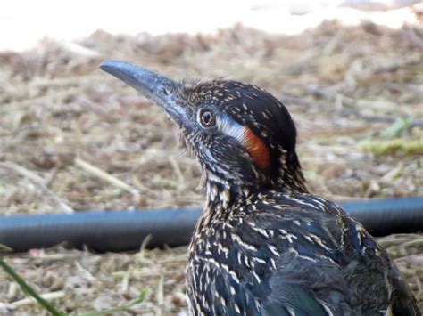 Road Runner Range 的图像结果