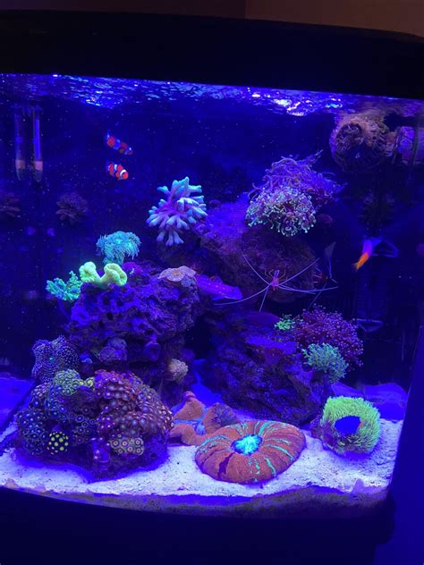 Image result for Biocube Maintenance Tips