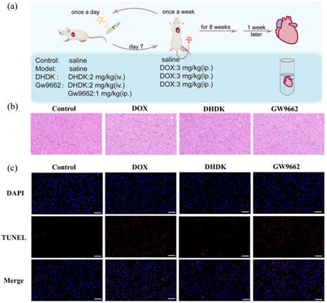 DHDK, a Plant-Derived Natural Small Molecule, Protects Against ...