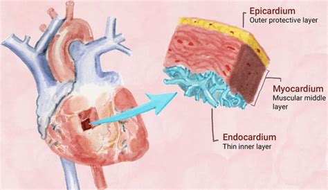 Human Heart structure and function - Class 10 PDF Download