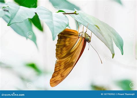 Orange Color Butterfly Hanging. Stock Photo - Image of butterfly, beauty: 107792952