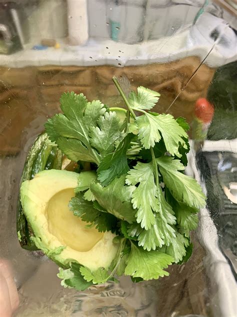 This Private Avocado OnlyFans Photo Went Viral - Truth or Fiction