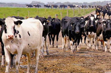 Tuberculosis-resistant cows developed in China