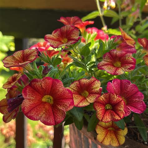 The Gray Barn Nursery (@graybarnnursery) • Instagram photos and videos