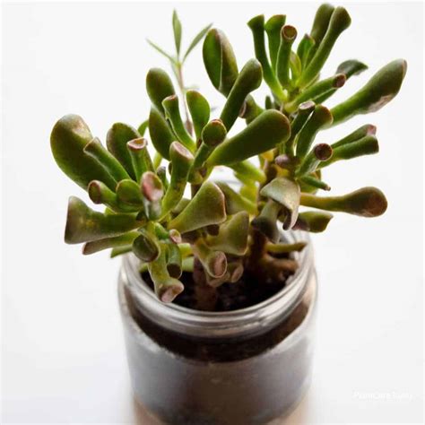 Types Of Jade Plants: Jade Varieties