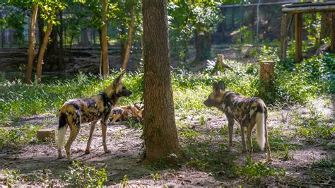 The Endangered Wolf Center in Eureka, Missouri, Celebrates Its 50-Year Legacy