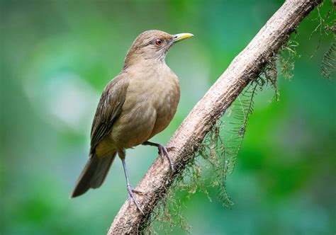 The Clay-Colored Thrush: The National Bird of Costa Rica - A-Z Animals
