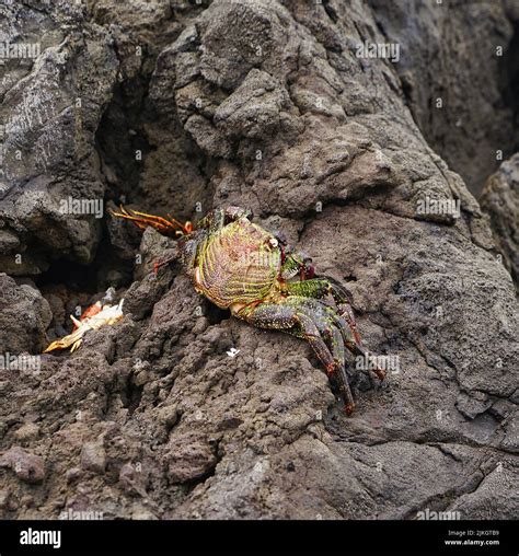 Marine crab sally lightfoot hi-res stock photography and images - Alamy