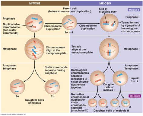 Image result for Cell Division Process