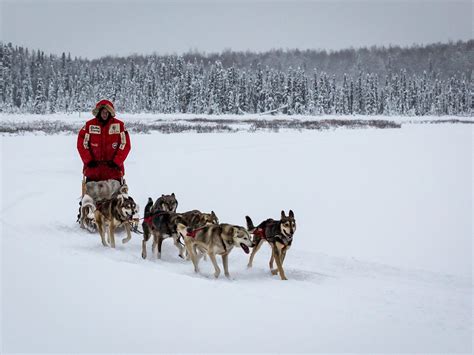 ALASKA SLED DOG TOURS (2026) All You Need to Know BEFORE You Go (with ...