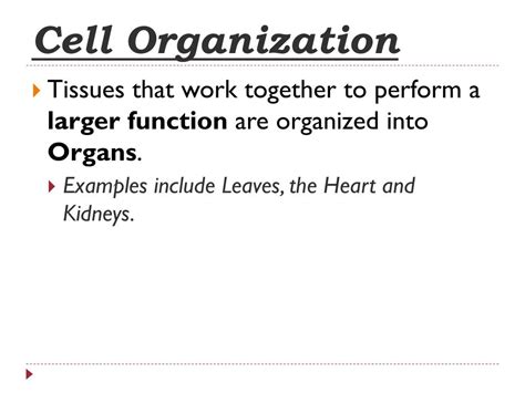 Image result for Cell Organization