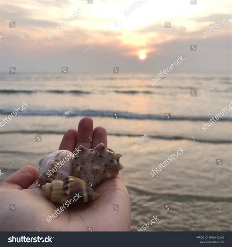 Image result for Amazing Shells