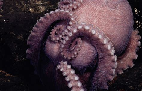 The octopus’s garden flourishing at the bottom of the ocean — Parley