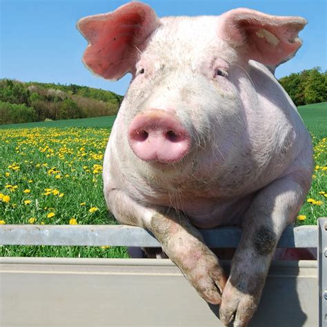 Pigs Sweat: The Truth Behind the Myth