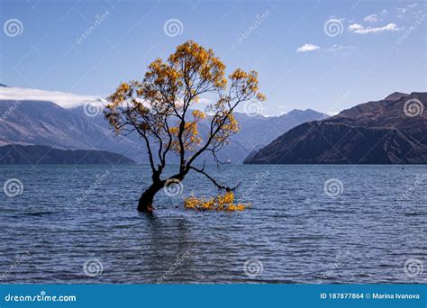 árvore Wanaka Na Nova Zelândia Do Outono Foto de Stock - Imagem de ...